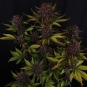 Purple Lemonade Auto RF3 (Fast Buds) Feminized