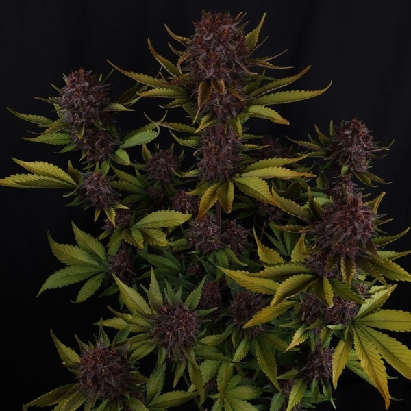 Purple Lemonade Auto RF3 (Fast Buds) Feminized