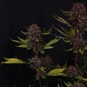 Purple Lemonade Auto RF3 (Fast Buds) Feminized