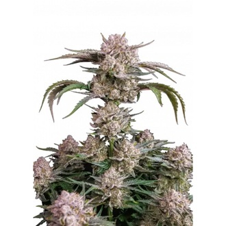 Strawberry Gorilla Auto RF3 (Fast Buds) Feminized
