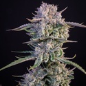 Strawberry Gorilla Auto RF3 (Fast Buds) Feminized