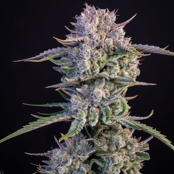 Strawberry Gorilla Auto RF3 (Fast Buds) Feminized