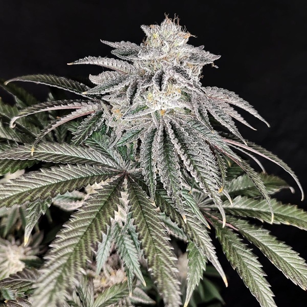 Cherry Melt (Pure Instinto) Feminized