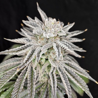 Yuzu Grape Kush (Pure Instinto) Feminized