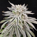 Yuzu Grape Kush (Pure Instinto) Feminized