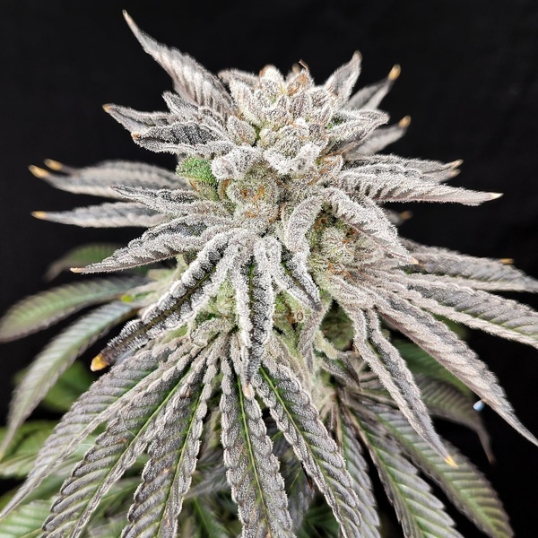 Yuzu Grape Kush (Pure Instinto) Feminized