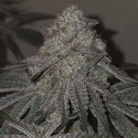 Kushido (Pure Instinto) Feminized