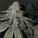 Kushido (Pure Instinto) Feminized