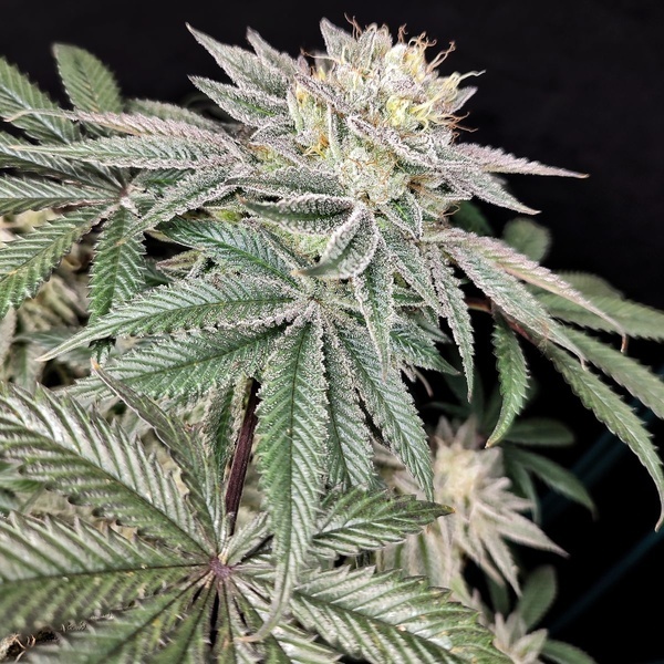 Golden Truffle (Pure Instinto) Feminized