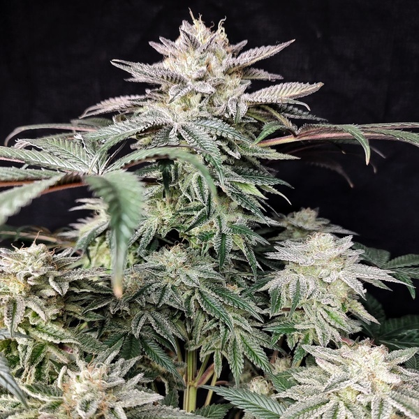 Golden Truffle (Pure Instinto) Feminized