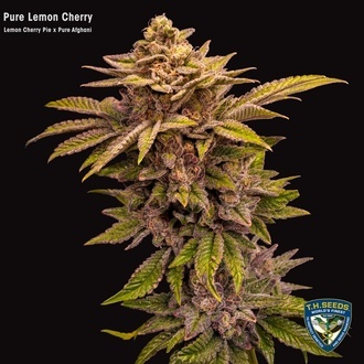 Pure Lemon Cherry (T.H.Seeds) Feminized