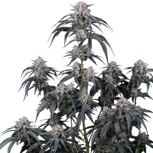 Mango Frost Auto (Fast Buds) Feminized