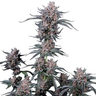 Mango Cherry Runtz Auto (FastBuds) feminized