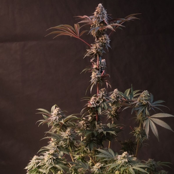 Lemon Cherry Runtz (Fast Buds) feminized