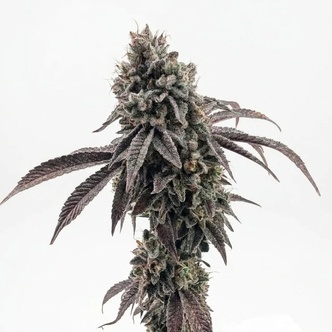 Garlic Mint Sherbet (Fast Buds) feminized