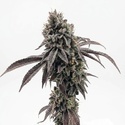 Garlic Mint Sherbet (Fast Buds) Feminized