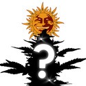 Feminized Mystery Seed 10 (Barney's Farm)