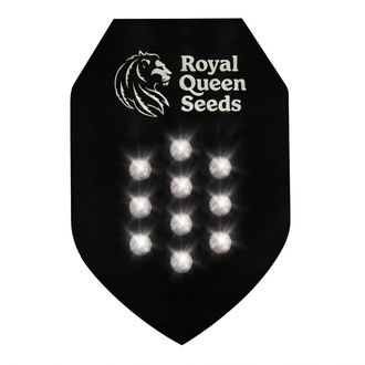 Autoflower Mystery Seed 10 (Royal Queen Seeds)