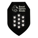 Autoflower Mystery Seed 10 (Royal Queen Seeds)