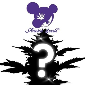 Autoflower Mystery Seed 1 (Anesia Seeds)