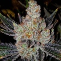 10th Planet R1 (Ethos Genetics) Feminized
