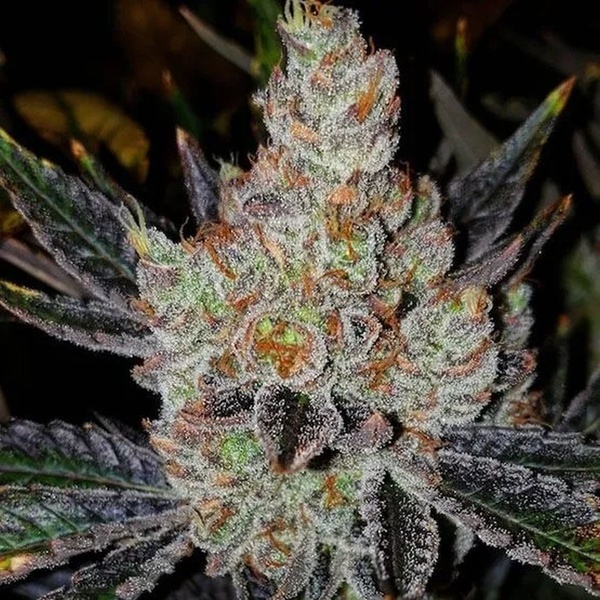 10th Planet R1 (Ethos Genetics) Feminized