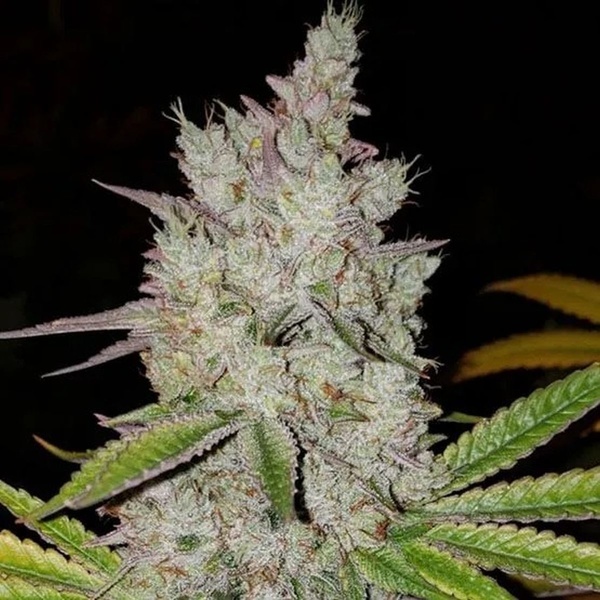 Lilac Diesel Auto RBX2 (Ethos Genetics) Feminized