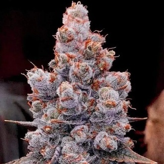 Banana Jealousy Auto RF3 (Ethos Genetics) Feminized