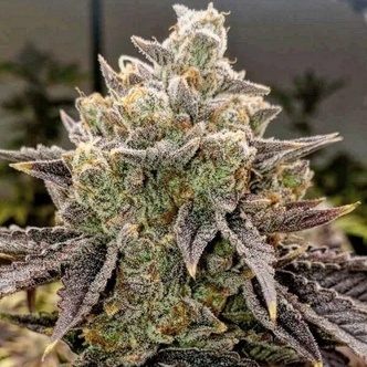 Bubble Gummy Auto (Ethos Genetics) feminized