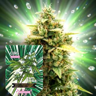 CBG Auto (Zamnesia Seeds) Feminized