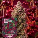 Sour Cherriez (Zamnesia Seeds) Feminized