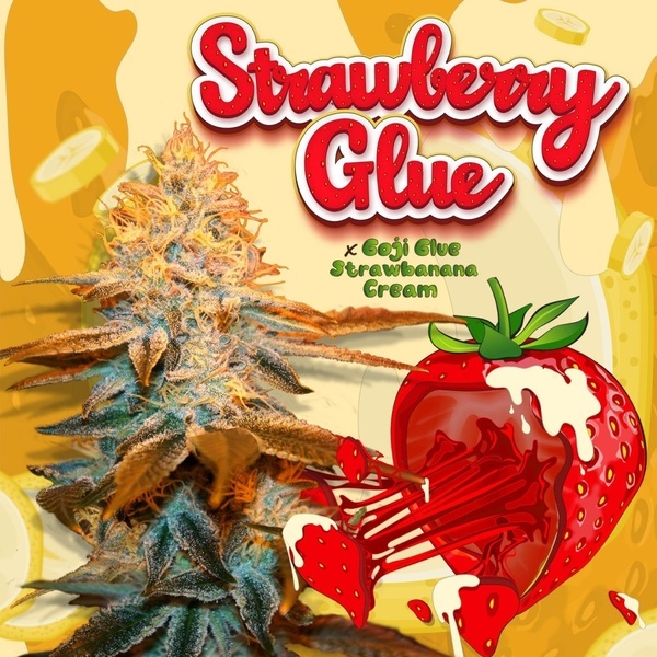 Strawberry Glue (T.H.Seeds) Feminized