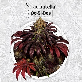 Stracciatella (T.H.Seeds) Feminized