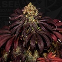 Stracciatella (T.H.Seeds) Feminized