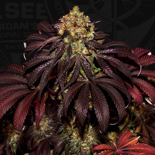 Stracciatella (T.H.Seeds) Feminized