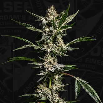 FireGum (T.H.Seeds) Feminized