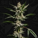 FireGum (T.H.Seeds) Feminized