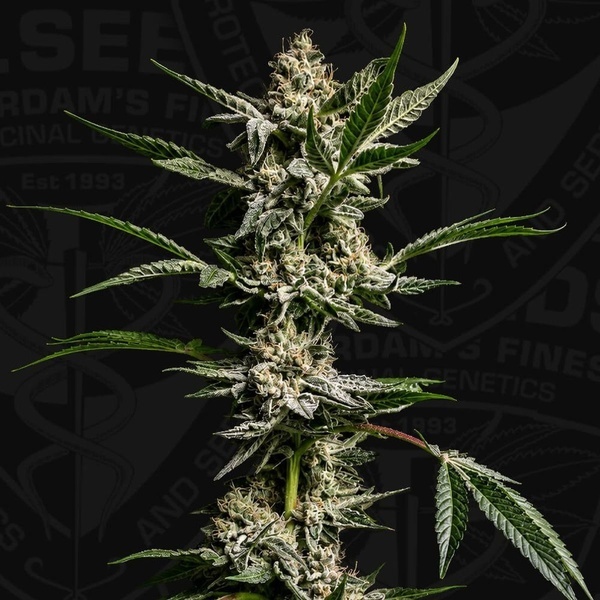 FireGum (T.H.Seeds) Feminized