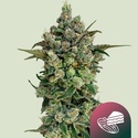 Dark Matter Cake F1 (Royal Queen Seeds) Feminised