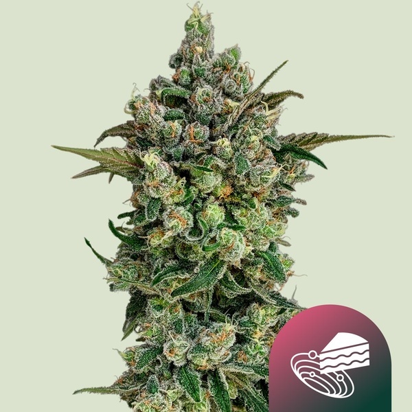Dark Matter Cake F1 (Royal Queen Seeds) Feminised