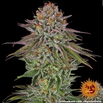 Critical Kush (Barney's Farm) feminized