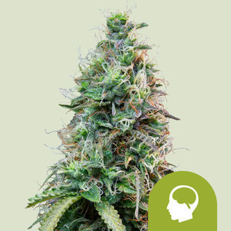 Amnesia Haze Autoflower (Royal Queen Seeds) feminized