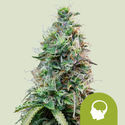 Amnesia Haze Autoflower (Royal Queen Seeds) feminized