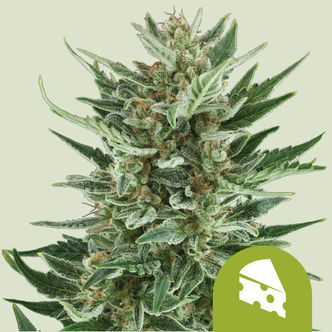 Royal Cheese Autoflower (Royal Queen Seeds) feminized