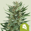 Royal Cheese Autoflower (Royal Queen Seeds) feminized