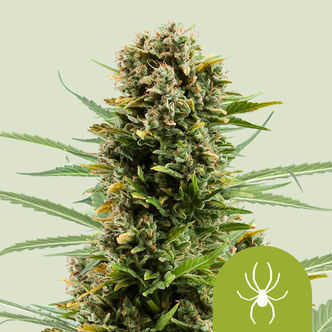 White Widow Autoflower (Royal Queen Seeds) feminized