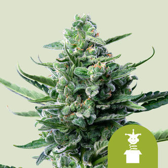 Royal Jack Autoflower (Royal Queen Seeds) feminized