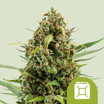 Diesel Autoflower (Royal Queen Seeds) feminized
