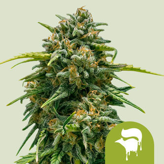 Sweet Skunk Autoflower (Royal Queen Seeds) feminized
