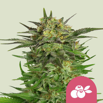 Haze Berry (Royal Queen Seeds) feminized